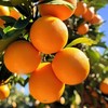 四川大凉山正宗雷波脐橙 - 含箱10斤装  ZY彩箱装【水果】 商品缩略图0