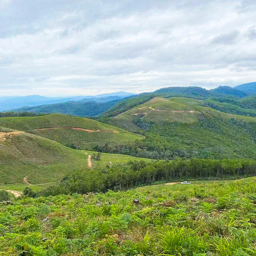 正安原材·云南普洱茯苓 夏季采挖优质原材 颗粒饱满均匀切丁 原味清香口感软糯 300g/罐【冷藏保存】 商品图10