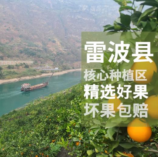 四川大凉山正宗雷波脐橙 - 含箱10斤装  ZY彩箱装【水果】 商品图2