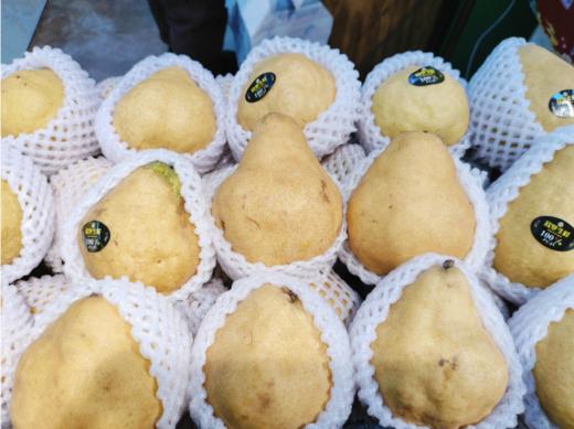 精品丑梨三斤 商品图0