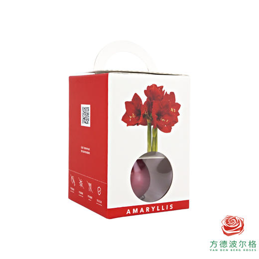 粉白花-粉蜡 石蜡朱顶红（不用浇水） 商品图1