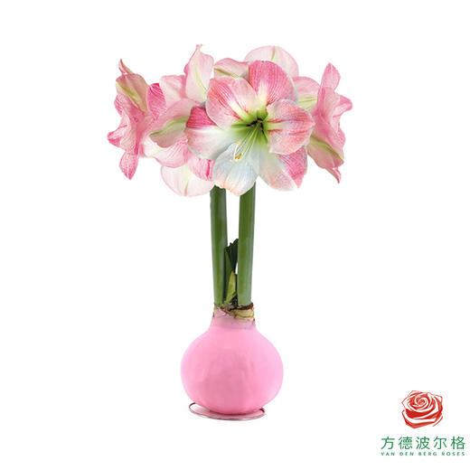 粉白花-粉蜡 石蜡朱顶红（不用浇水） 商品图0