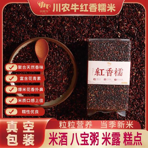 红香糯米500g/袋   #富含花青素 爆米花香 糯性优良 商品图0