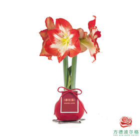 红白花-暴巨富 石蜡朱顶红（不用浇水）