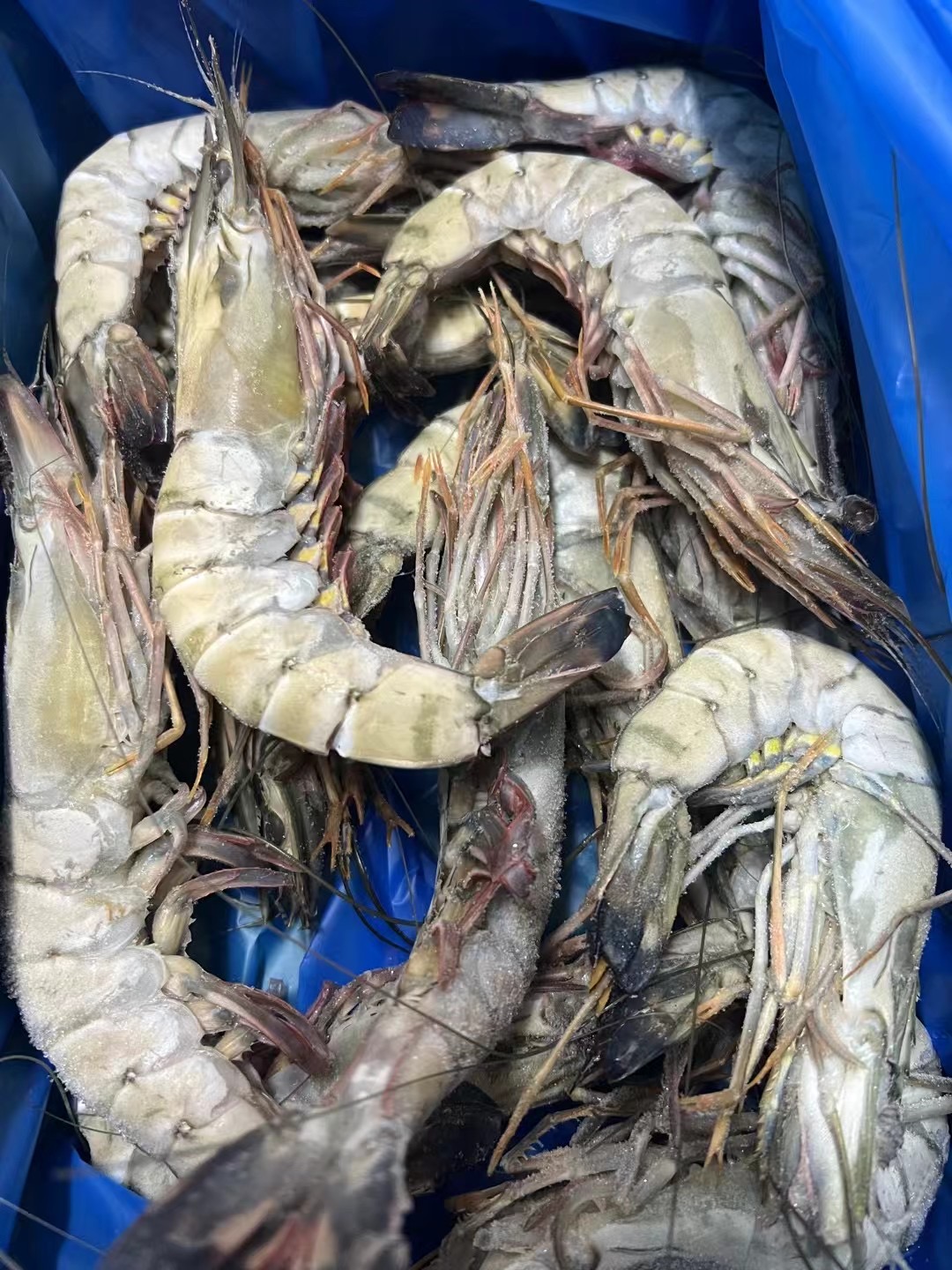 印度水产海鲜品种的简单介绍 印度水产海鲜品种的简单

先容
（印度 海鲜） 水产