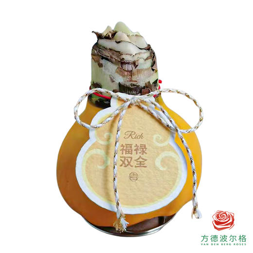 红花-福禄双全 石蜡朱顶红（不用浇水） 商品图0