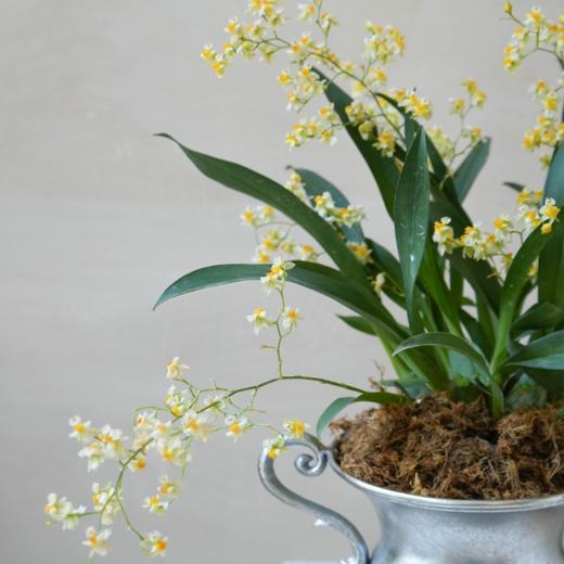 抵达繁星 Arriving at the stars 商品图4