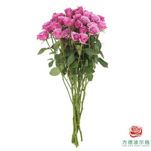 嘉荷多头- 紫琉璃10枝一扎 商品图5