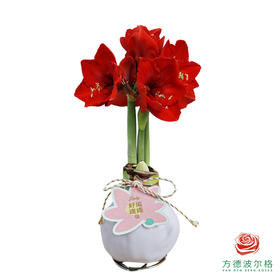 红花-好运莲莲 石蜡朱顶红（不用浇水）