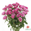 嘉荷多头- 紫琉璃10枝一扎 商品缩略图1