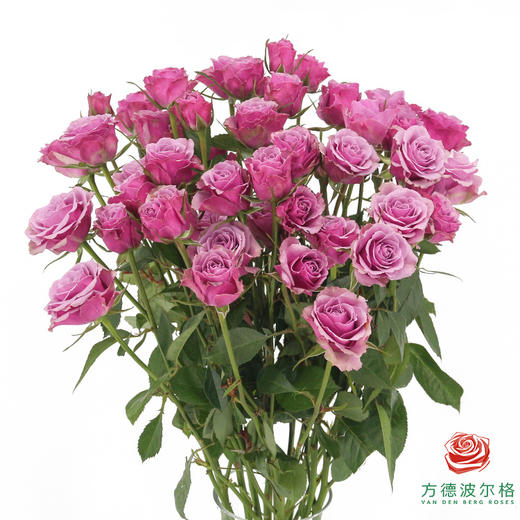 嘉荷多头- 紫琉璃10枝一扎 商品图1