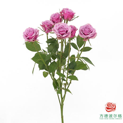 嘉荷多头- 紫琉璃10枝一扎 商品图3