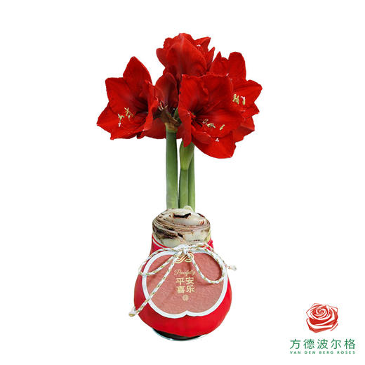 红花-平安喜乐 石蜡朱顶红（不用浇水） 商品图0