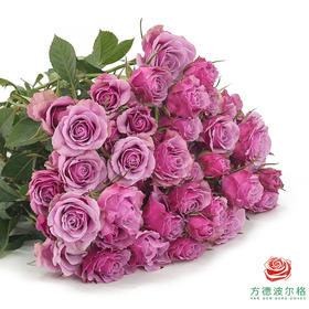 嘉荷多头- 紫琉璃10枝一扎