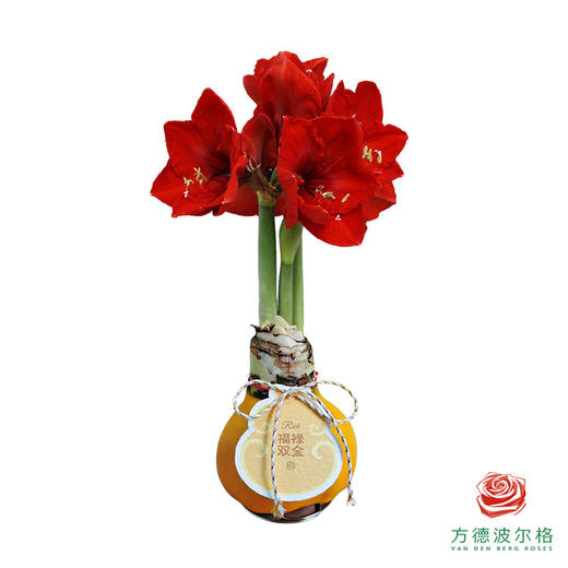 红花-福禄双全 石蜡朱顶红（不用浇水） 商品图1