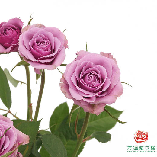 嘉荷多头- 紫琉璃10枝一扎 商品图2