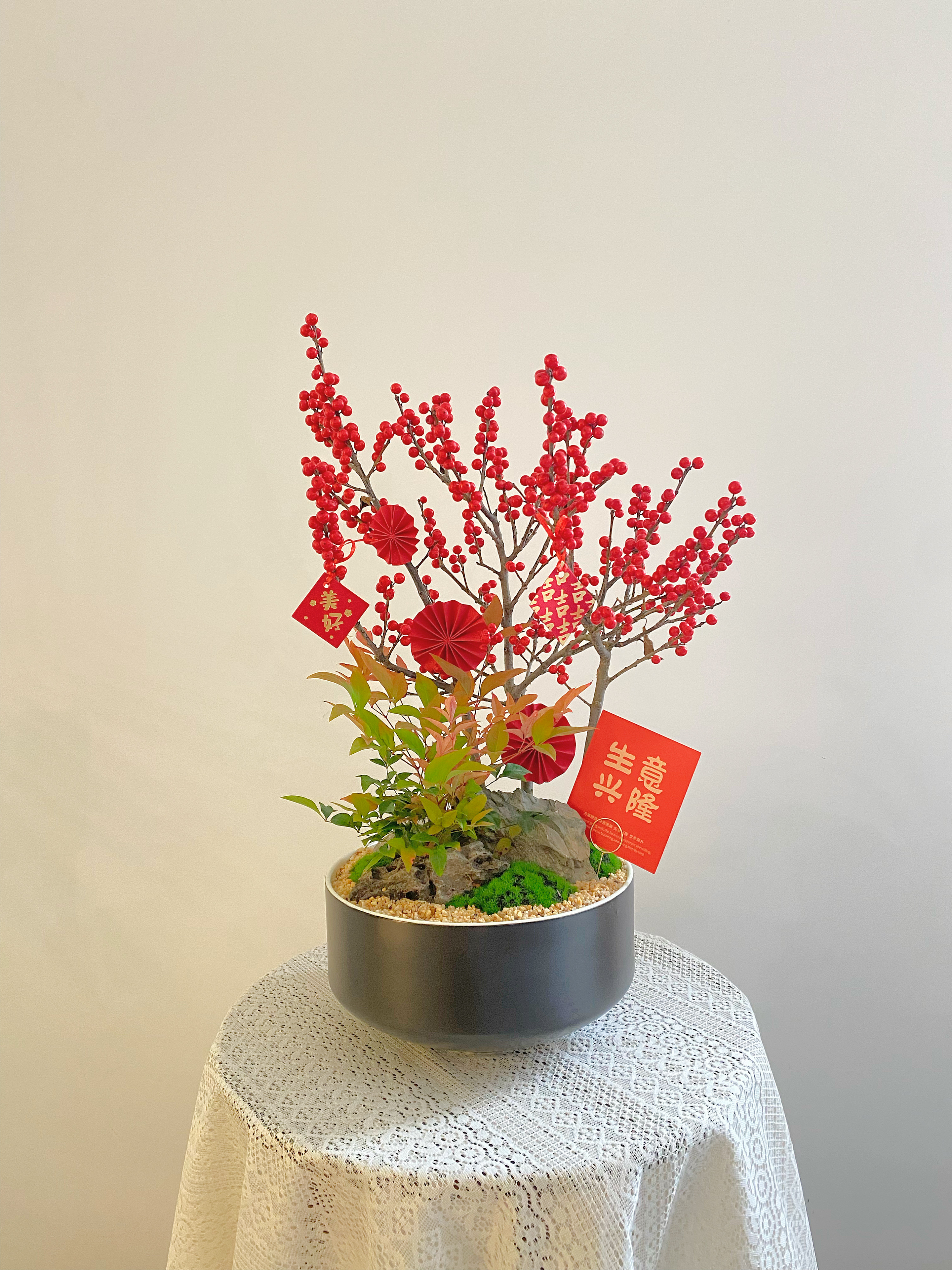 北美冬青/MXY白边黑盆428