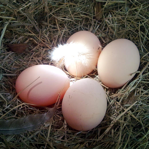 【桂银专属】~土鸡蛋10枚 商品图3