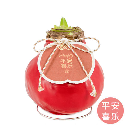 红白花-平安喜乐 石蜡朱顶红（不用浇水） 商品图1