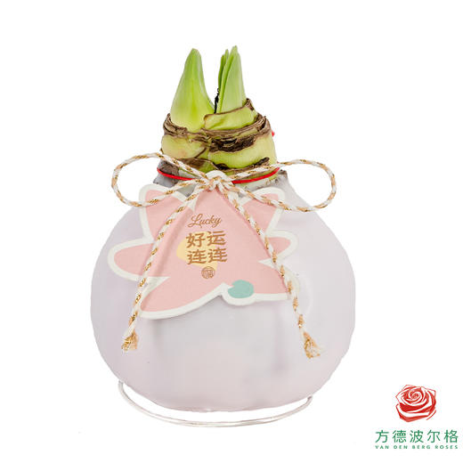 红白花-好运莲莲 石蜡朱顶红（不用浇水） 商品图1