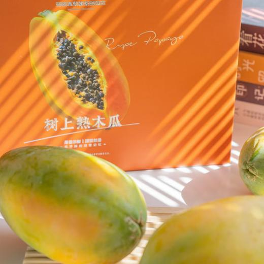 海南·树上熟「木瓜」 整件3~4个 约2.8kg 商品图4
