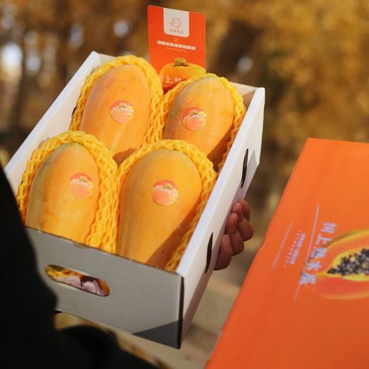 海南·树上熟「木瓜」 整件3~4个 约2.8kg 商品图7