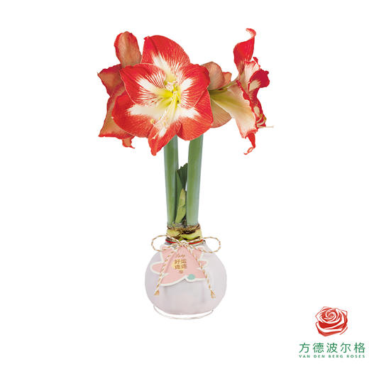 红白花-好运莲莲 石蜡朱顶红（不用浇水） 商品图0