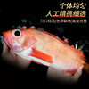 【野生海产】红石斑鱼1700±200g/条 大西洋纯净海域 商品缩略图7