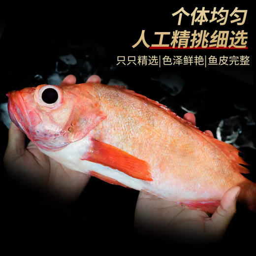【野生海产】红石斑鱼1700±200g/条 大西洋纯净海域 商品图7