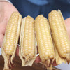 西双版纳原种800年带皮拇指玉米 商品缩略图0