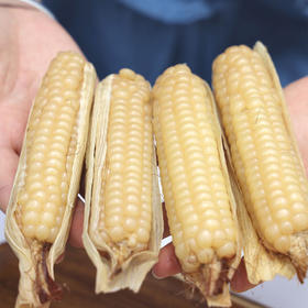 西双版纳原种800年带皮拇指玉米