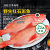 【野生海产】红石斑鱼1700±200g/条 大西洋纯净海域 商品缩略图2