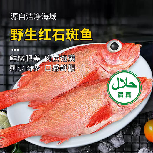 【野生海产】红石斑鱼1700±200g/条 大西洋纯净海域 商品图2