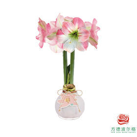 粉白花-好运莲莲 石蜡朱顶红（不用浇水）