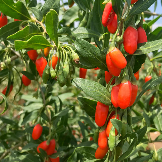 正安原材·枸杞 头茬大果自然干燥优质原材 果形纤长褶皱均匀 250g/罐【冷藏保存】 商品图7