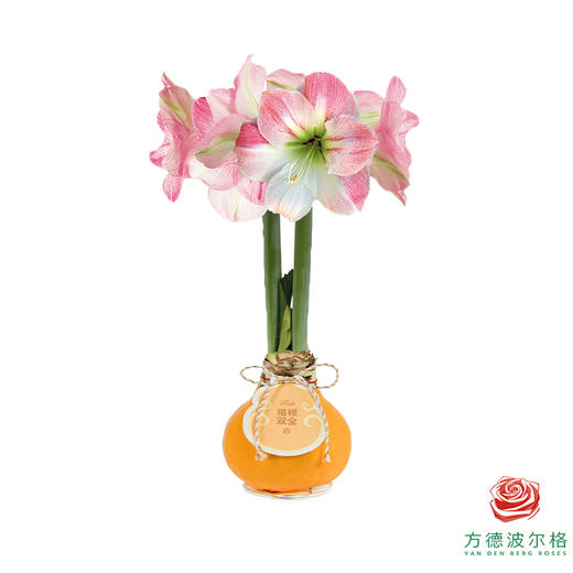 粉白花-福禄双全 石蜡朱顶红（不用浇水） 商品图0