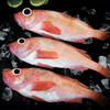 【野生海产】红石斑鱼1700±200g/条 大西洋纯净海域 商品缩略图6