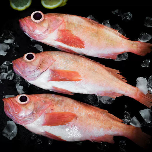 【野生海产】红石斑鱼1700±200g/条 大西洋纯净海域 商品图6
