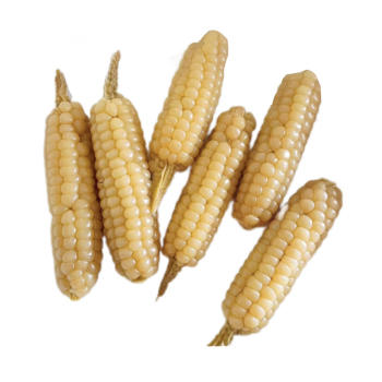 西双版纳原种800年带皮拇指玉米 商品图6