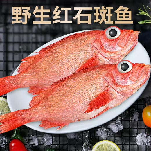 【野生海产】红石斑鱼1700±200g/条 大西洋纯净海域 商品图3