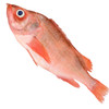 【野生海产】红石斑鱼1700±200g/条 大西洋纯净海域 商品缩略图8