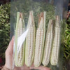 西双版纳原种800年带皮拇指玉米 商品缩略图1