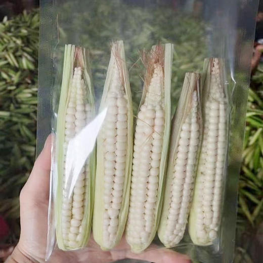 西双版纳原种800年带皮拇指玉米 商品图1