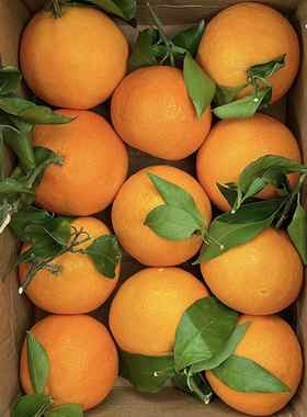 9.9元/2斤爱媛果冻橙