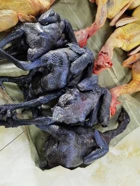 现杀乌鸡一只（补单）