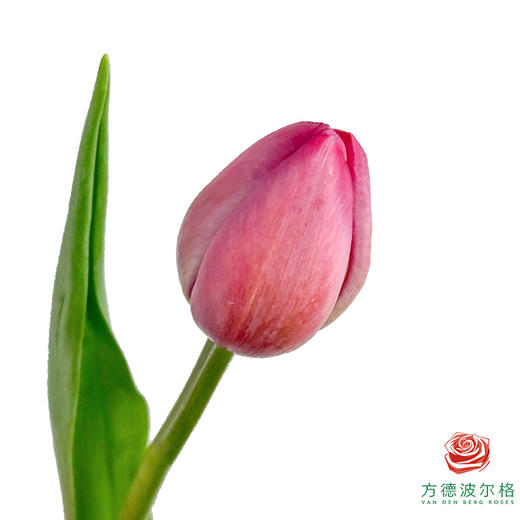 【单瓣郁金香】薇薇安 10枝一扎 商品图0