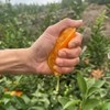 云南哀牢山沃柑  5Kg/件 【KM】 商品缩略图1