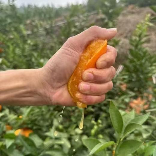 云南哀牢山沃柑  5Kg/件 【KM】 商品图1