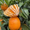 云南哀牢山沃柑  5Kg/件 【KM】 商品缩略图3