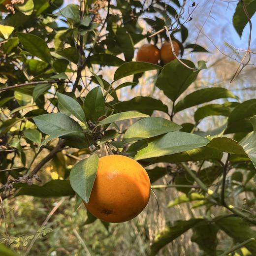 生态沃柑（清远，中通） | 合作生产*Eco-orah | Partner Production 商品图1